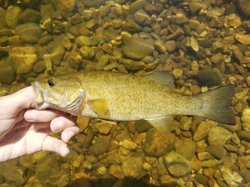 Smallmouth Bass