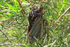 Macrotristria angularis