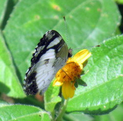 Janatella leucodesma