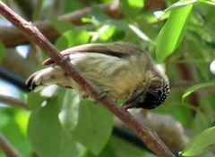 Picumnus olivaceus