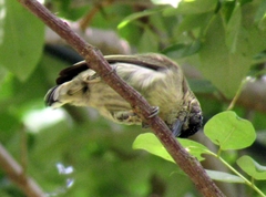 Picumnus olivaceus