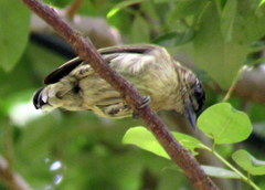 Picumnus olivaceus