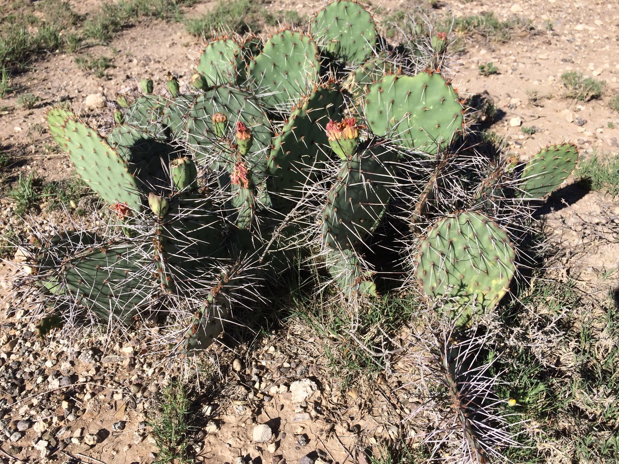 Opuntia phaeacantha var. phaeacantha