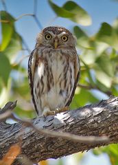 Glaucidium perlatum