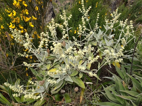 Sideritis candicans Aiton