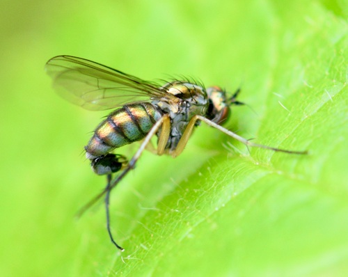 Dolichopus brevimanus