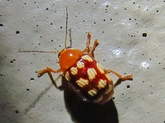 Cryptocephalus guttulatus