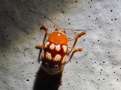 Cryptocephalus guttulatus