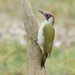 Green Woodpecker - Photo (c) Erik Eckstein, some rights reserved (CC BY-NC), uploaded by Erik Eckstein