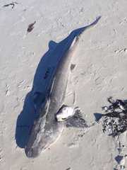 Notorynchus cepedianus