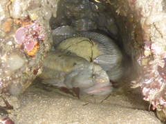 Cebidichthys violaceus