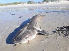 Notorynchus cepedianus