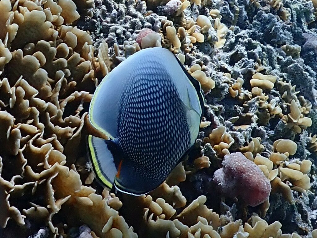 Black Butterflyfish