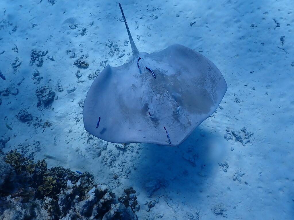 Pink whipray (Pateobatis fai) — Dasyatidae
