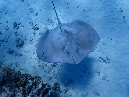 Pink whipray (Pateobatis fai) — Dasyatidae