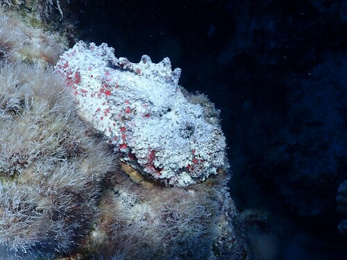 Stonefish