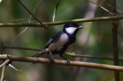 Parus cinereus