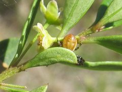 Xysticus bimaculatus