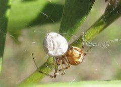 Xysticus bimaculatus