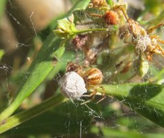 Xysticus bimaculatus