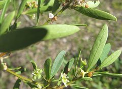 Xysticus bimaculatus