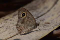 Ypthima baldus