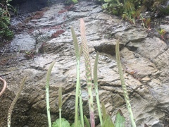 Plantago australis
