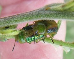 Calomela parilis