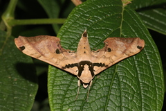 Smerinthinae
