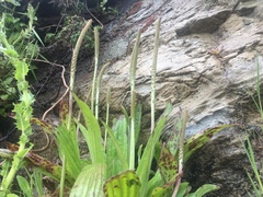 Plantago australis