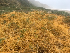 Cuscuta pacifica
