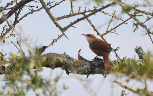 Chaco Earthcreeper (Tarphonomus certhioides), photo 4