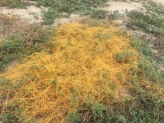 Cuscuta pacifica