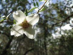 Philadelphus microphyllus madrensis