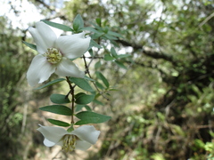 Philadelphus microphyllus madrensis