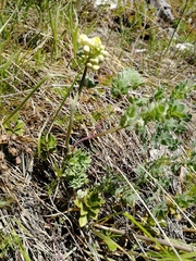Thalictrum petaloideum