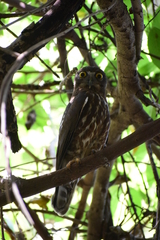 Ninox scutulata