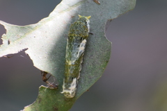 Papilio polytes