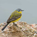 Western Yellow Wagtail - Photo (c) Erik Eckstein, some rights reserved (CC BY-NC), uploaded by Erik Eckstein