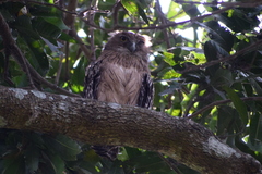 Ketupa zeylonensis