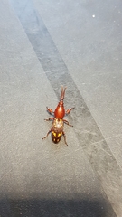 Agriorrhynchus