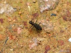 Cylindera kaleea