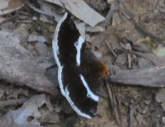 Buzara frontinus