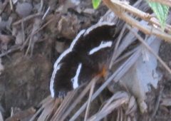 Buzara frontinus