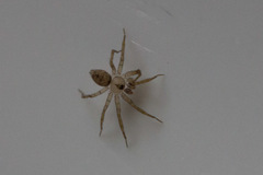 Araneae