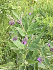 Symphytum officinale