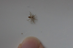 Araneae
