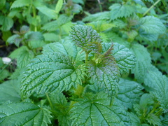 Urtica kioviensis
