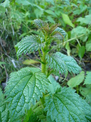 Urtica kioviensis