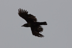 Corvus brachyrhynchos